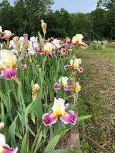 Bloom Season Highlights