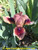 Cimarron Rose SDB Iris