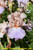 Celebration Song TB Iris Celebration Song TB Iris