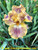Touch of Tuscany IB Iris
