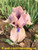 Chanted SDB Iris
