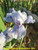 Bedford Lilac SDB Iris