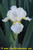 NOID White SDB Iris