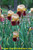 Frank Adams TB Iris 2 Frank Adams TB Iris 2