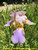 Quaker Lady TB Iris Quaker Lady TB Iris