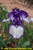 Rare Edition IB Iris