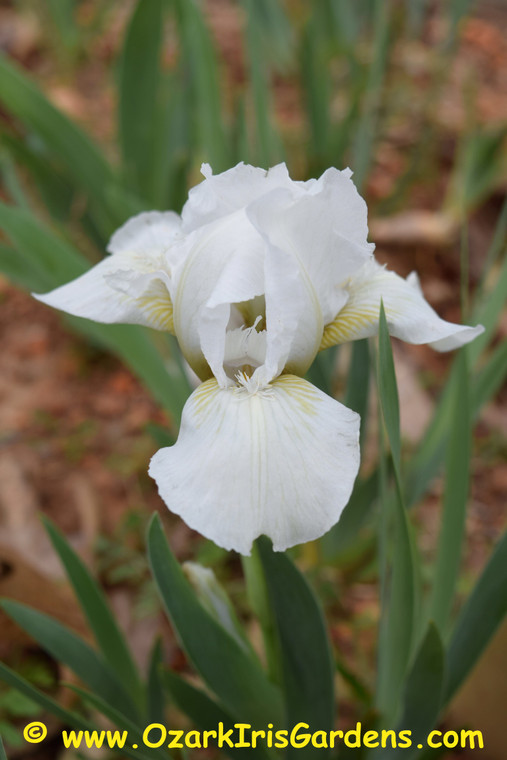 Angel Baby SDB Iris