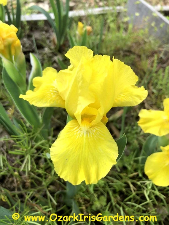 Baby Blessed SDB Iris