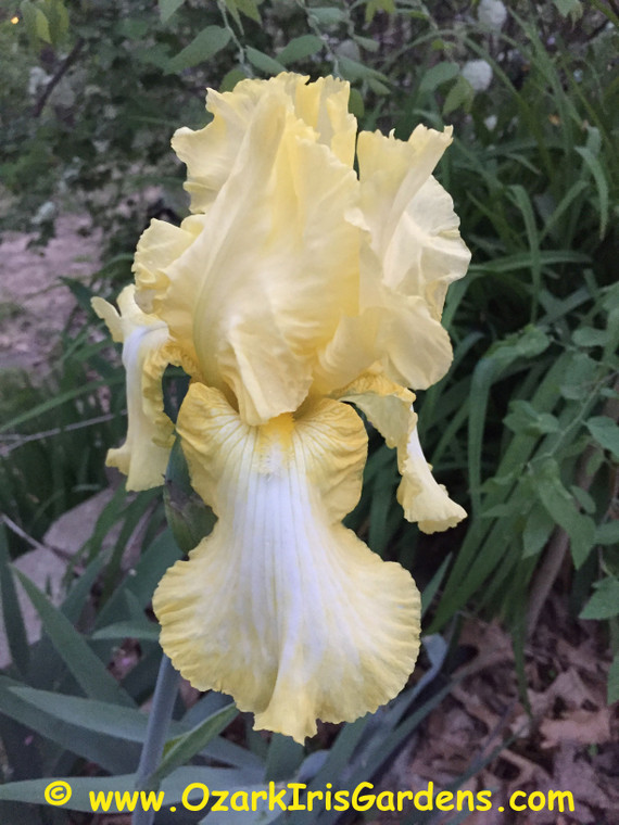 Summer Olympics TB Iris