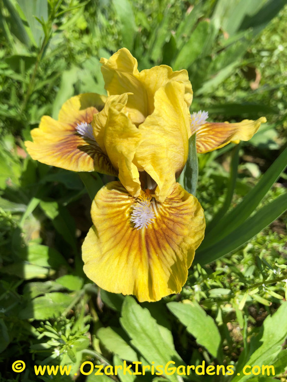 Beach Baby SDB Iris