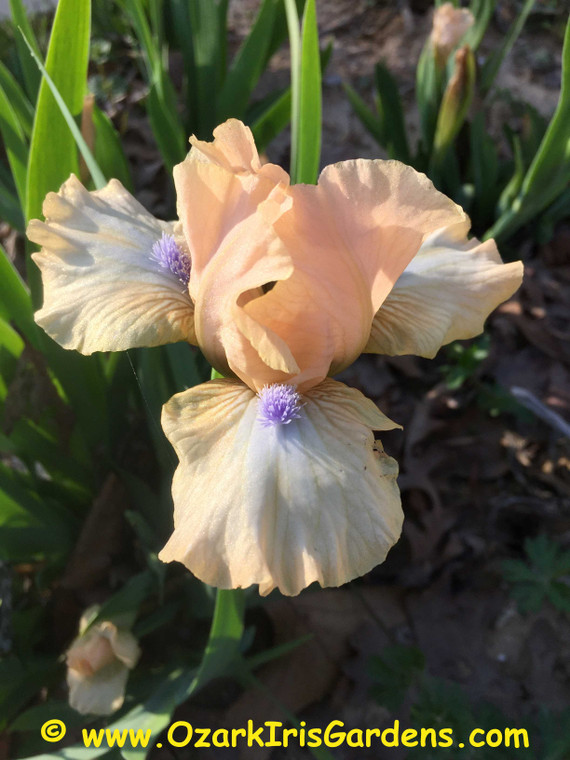 Ahwahnee Princess SDB Iris