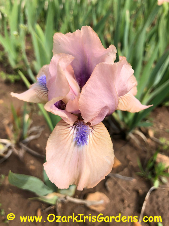 Chanted SDB Iris