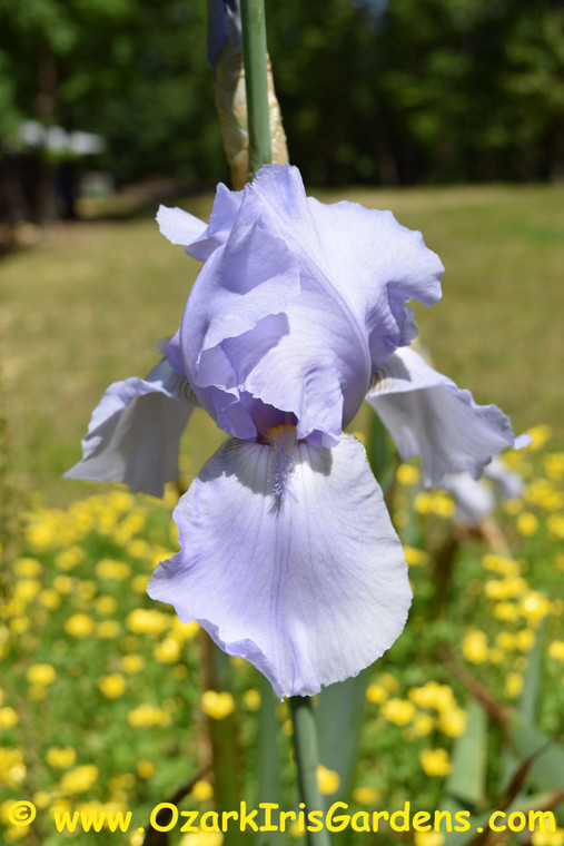 Blue Sapphire TB Iris