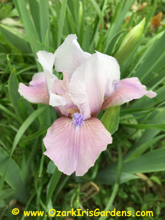 Windrose SDB Iris