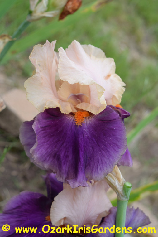 Balderdash TB Iris