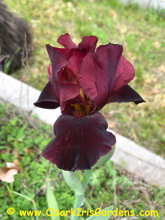 Cranapple BB Iris