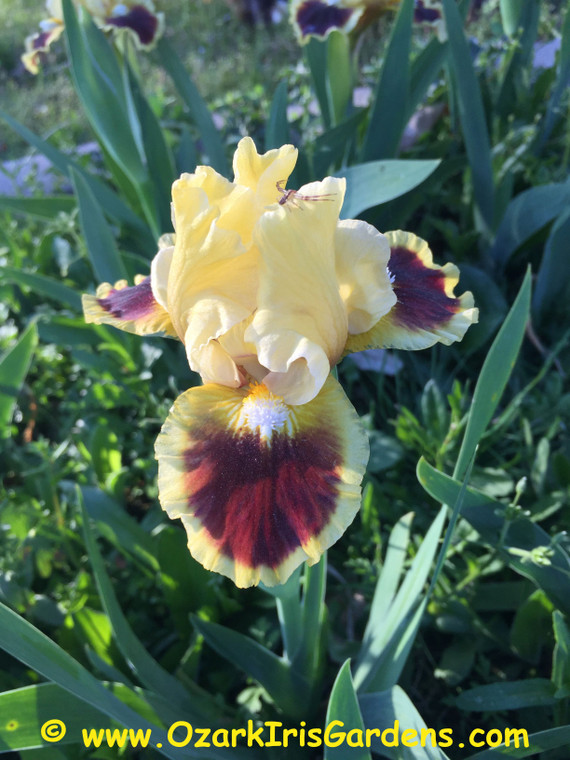 Jazzamatazz SDB Iris