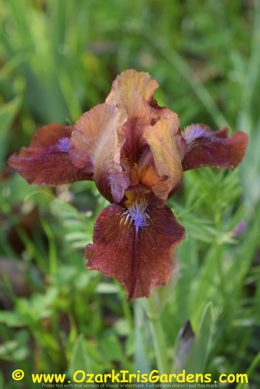 Tantara SDB Iris