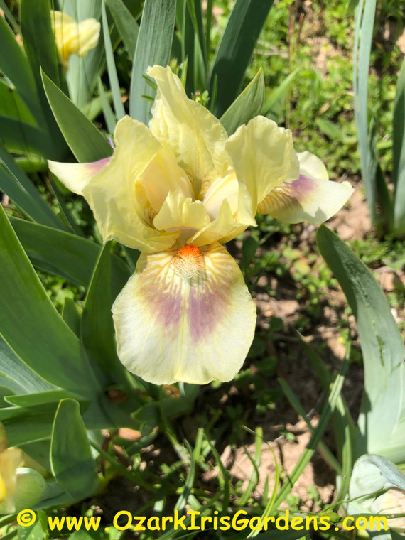 Inscription SDB Iris
