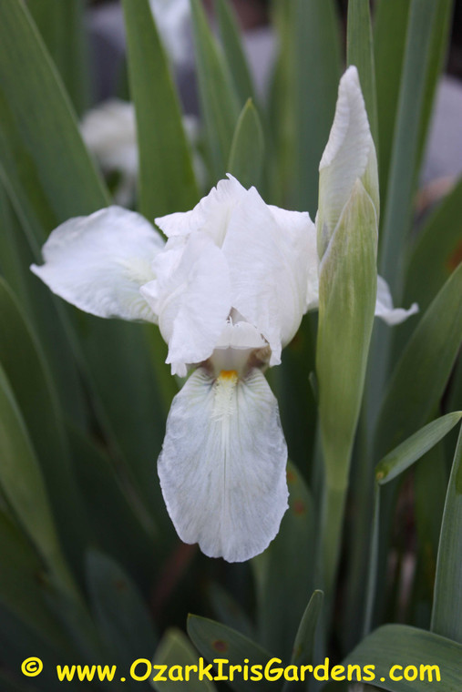 White Light MDB Iris