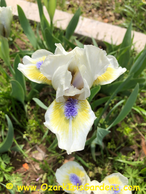 Baltic Blue SDB Iris