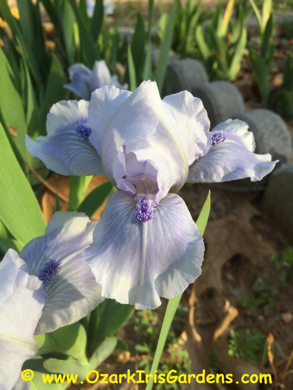 Bedford Lilac SDB Iris