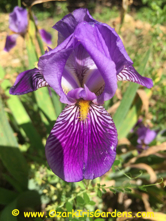 Butterfly Dance MTB Iris