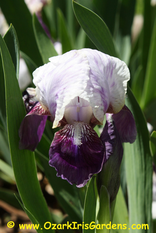 Buddha Song MDB Iris