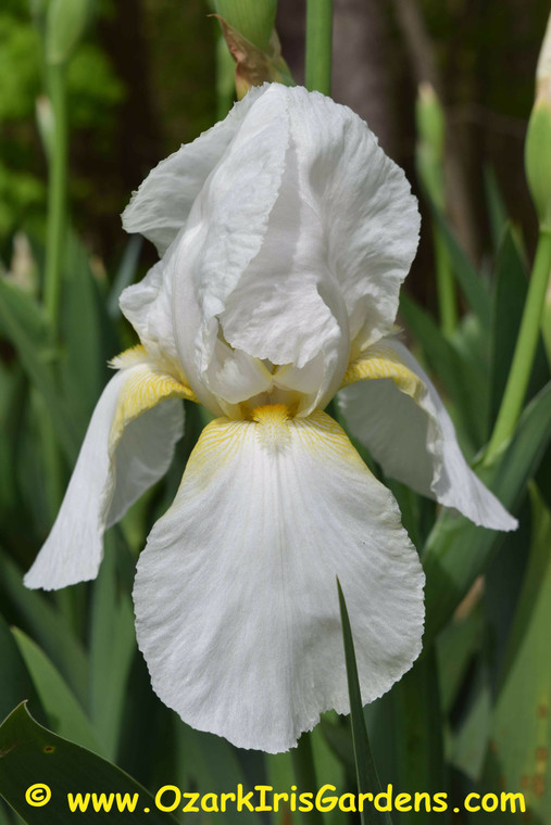 Gudrun TB Iris