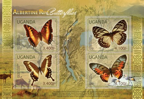 Uganda  African Butterflies, Charaxes, Swordtail, Swallowtail 21D-001