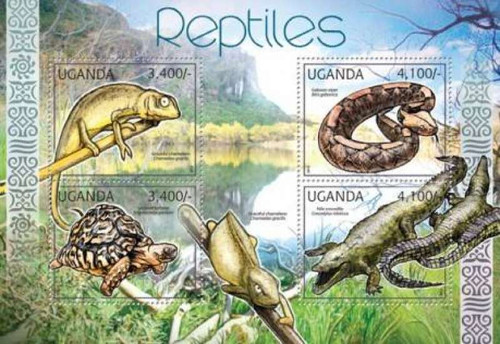 Uganda  African Reptiles  Leopard Tortoise, Nile Crocodile  21D-017