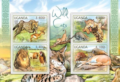 Uganda  African Wild Cats  Cheetah, Lion, Leopard, Caracal  21D-019