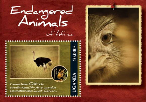 Uganda  Endangered Animals  Ostrich  Mint Souvenir Sheet  UGA1202S