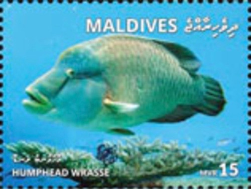 Maldives - 2019 Humphead Wrasse - Stamp - MLD1801local08a