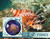 Sierra Leone - 2016 Fish on Stamps - Stamp Souvenir Sheet - SRL16112b