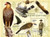 Guinea-Bissau - Scouts & Birds Of Prey GB6215b