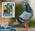 Withdrew 03-15-19-Central Africa - 2016 Pigeons on Stamps - Souvenir Sheet - CA16011b