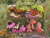 Madagascar - 2018 Butterflies & Mushrooms - 4 Stamp Sheet - 13D-185