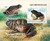 Central Africa - 2023 Lesser Foam Frog - Stamp Souvenir Sheet - CA230112b