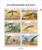 Central Africa - 2023 Flying Dinosaurs, Pterodaustro - 6 Stamp Sheet - CA230111a
