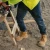 BLUNDSTONE COMP TOE SAFETY 5" ZIP WHEAT  8550