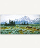 Summer In The Tetons_1