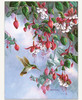 Broadtail and Fuchsia_1