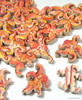 Seaing Stars_0
