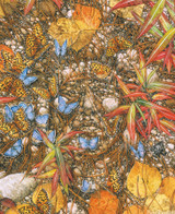  Close-up of Spirit Takes Flight wooden jigsaw puzzle showing an arrangement of leaves, rocks, and pine needles on the forest floor that manifests a face of a Native American. Blue and orange butterflies crawl around the ground on the left side of the man's face. 