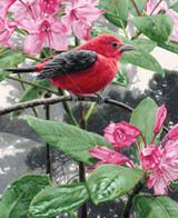 Scarlet Tanager 0