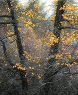 Stellar Autumn 0