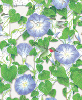 Morning Glories 0
