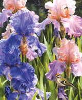 Bearded Iris 0