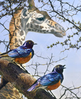 Close up of Air Up There puzzle uncovering life on the safari with two birds sitting on a tree branch as a giraffe passes by in the background. 